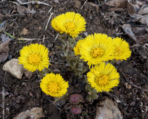 One of the first spring flowers - Tussilago farfara, known as coltsfoot. Other common names are ass's foot, bull's foot, coughwort, farfara, foal's foot, foalswort, horse foot, mother-and-stepmother