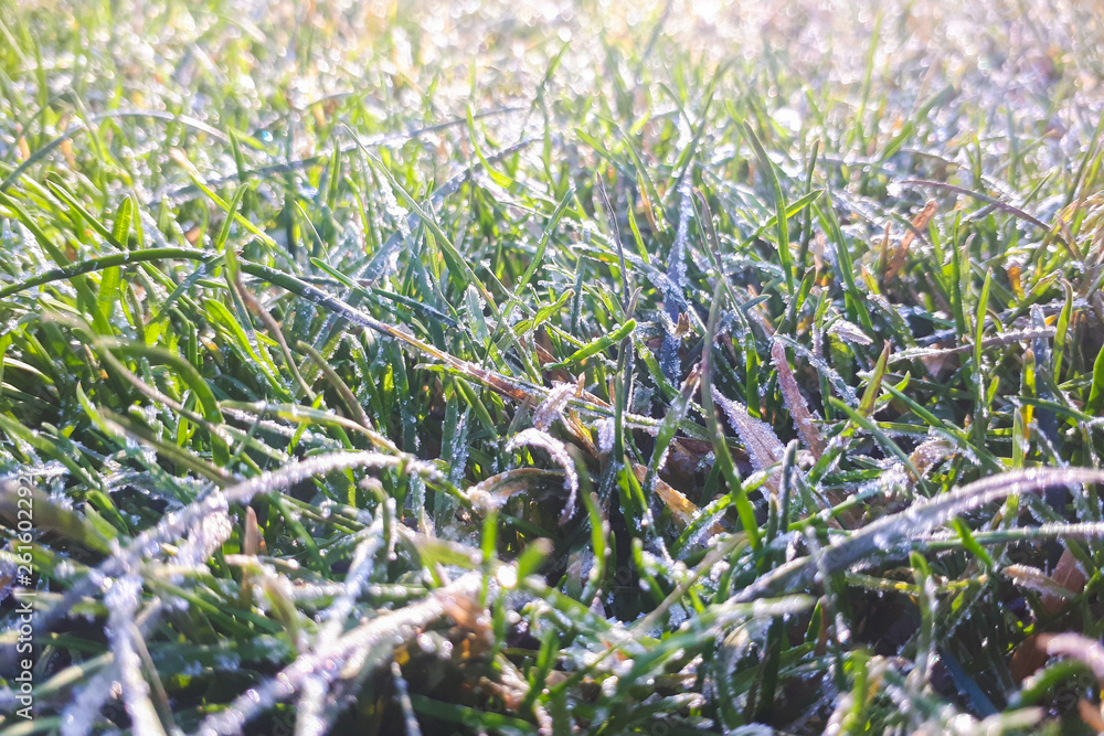 Ground Frost on a meadow and grass. Green grass crumbled with frost. Ground Frost on a meadow and grass. Green grass crumbled with frost.