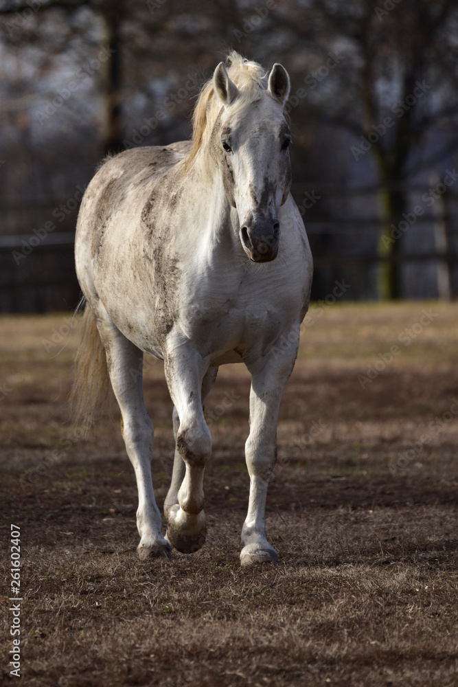 horse in the farm horse in the farm