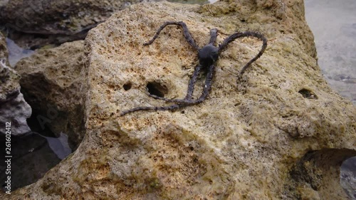 Brittle star (Ophiocoma scolopendrina) crawling slowly over rocks at the coral reef, Marsa Alam, Abu Dabab, Egypt photo