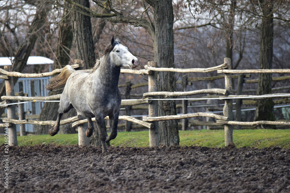 Obraz premium Running horse on the farm