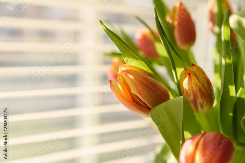 Tulips in a vase