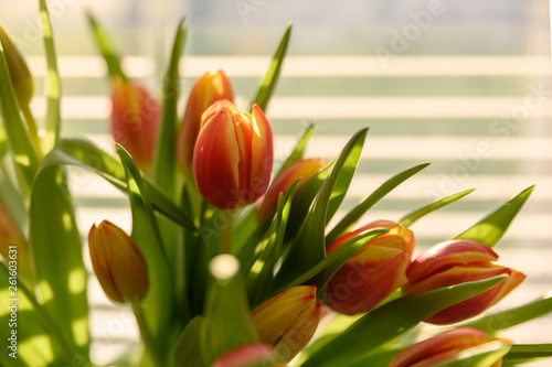 Tulips in a vase