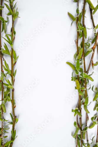 Fototapeta Naklejka Na Ścianę i Meble -  Green branches of spring willow on a white background. Copy space in the middle for your text.