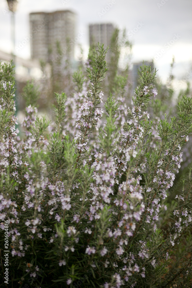 Obraz premium Beautiful flowers from the greenhouse of the Botanical Garden with flowers on the way