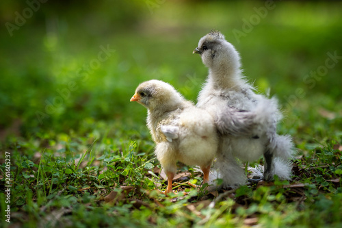 two chicks outside