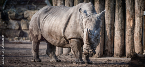 Nashorn, tier, säugetier, wild lebende tiere, tierpark, -hörner