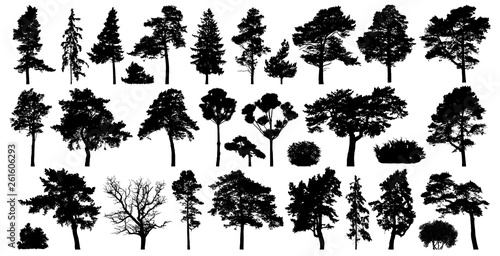 Trees set isolated on white background. Coniferous forest silhouette