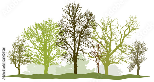 Trees without leaves. Spring silhouette vector