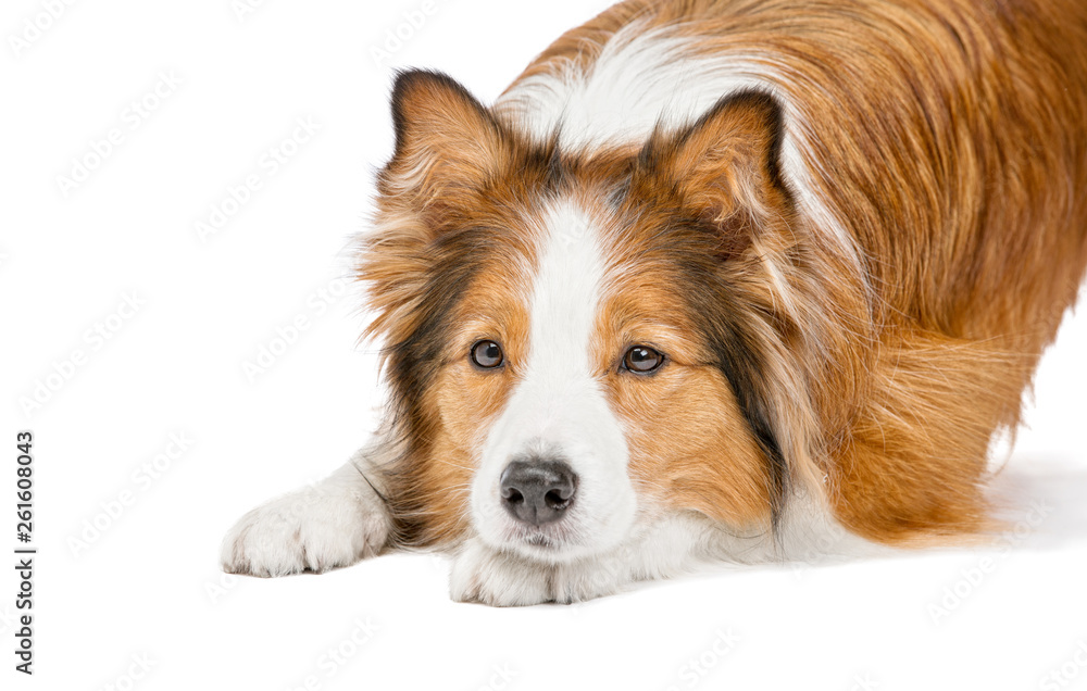 Portrait of a funny fluffy red dog. She executes the command. The background is isolated. Portrait of a funny fluffy red dog. She executes the command. The background is isolated.