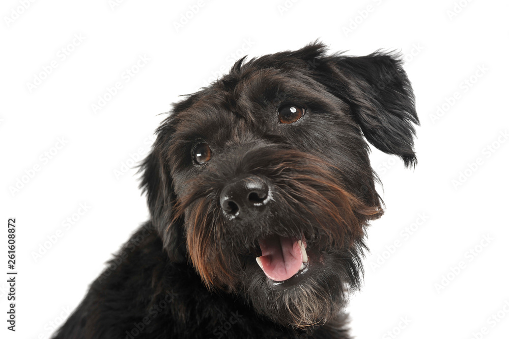 Portrait of an adorable wire-haired mixed breed dog looking satisfied