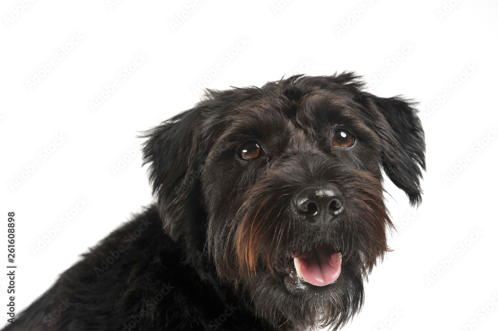 Portrait of an adorable wire-haired mixed breed dog looking satisfied