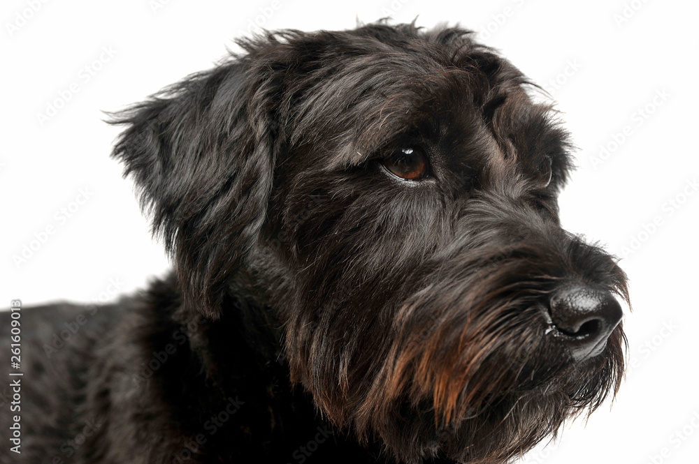 Portrait of an adorable wire-haired mixed breed dog looking curiously Portrait of an adorable wire-haired mixed breed dog looking curiously