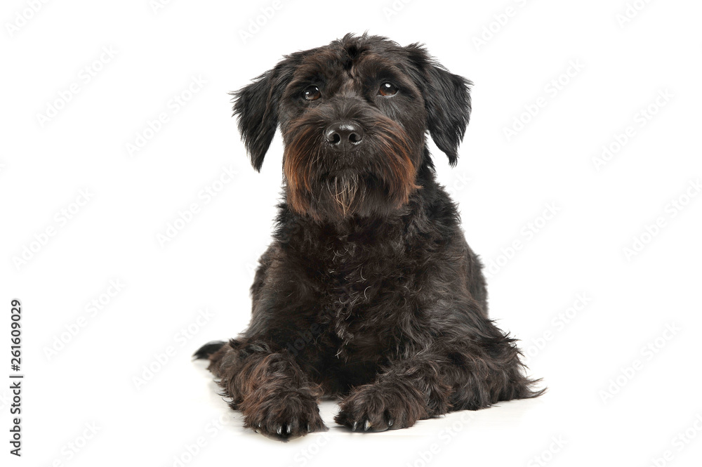 An adorable wire-haired mixed breed dog looking curiously at the camera