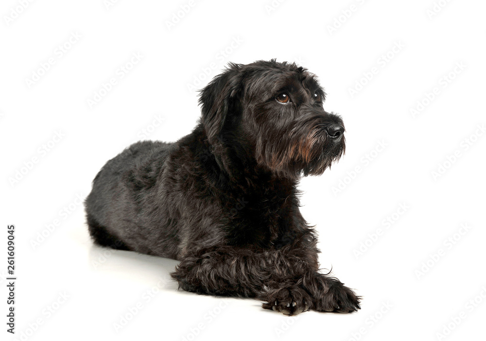 An adorable wire-haired mixed breed dog looking curiously An adorable wire-haired mixed breed dog looking curiously