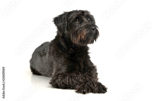 An adorable wire-haired mixed breed dog looking curiously