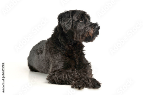 An adorable wire-haired mixed breed dog looking curiously