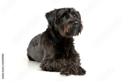 An adorable wire-haired mixed breed dog looking curiously