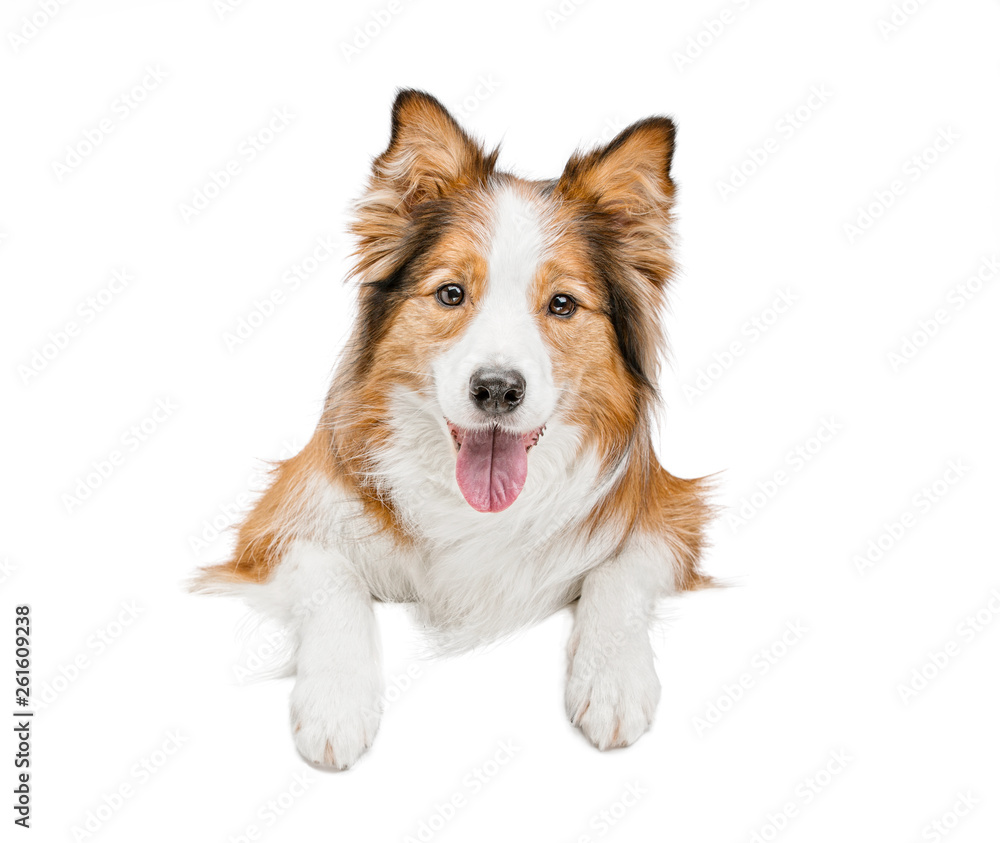 funny beautiful dog holds with its paws a white banner or poster. The background is isolated.