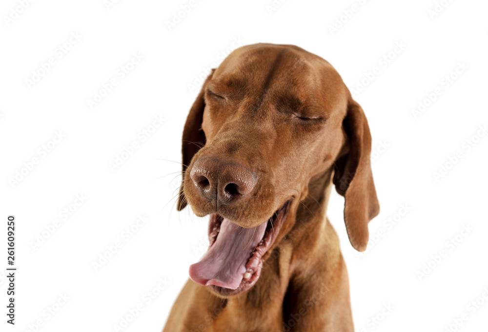 Portrait of an adorable magyar vizsla yawning on white background Portrait of an adorable magyar vizsla yawning on white background
