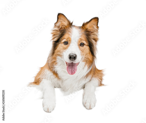 funny beautiful dog holds with its paws a white banner or poster. The background is isolated.