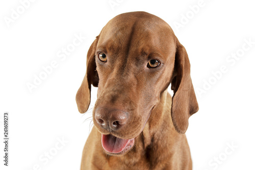 Portrait of an adorable magyar vizsla looking curiously at the camera