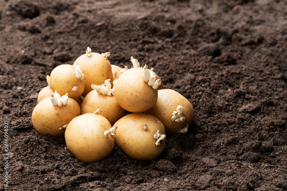 Potato tubers on soil. Ready to plant. Potato tubers on soil. Ready to plant.