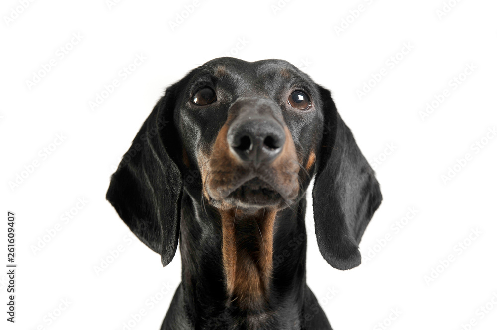 An adorable black and tan short haired Dachshund looking up curiously