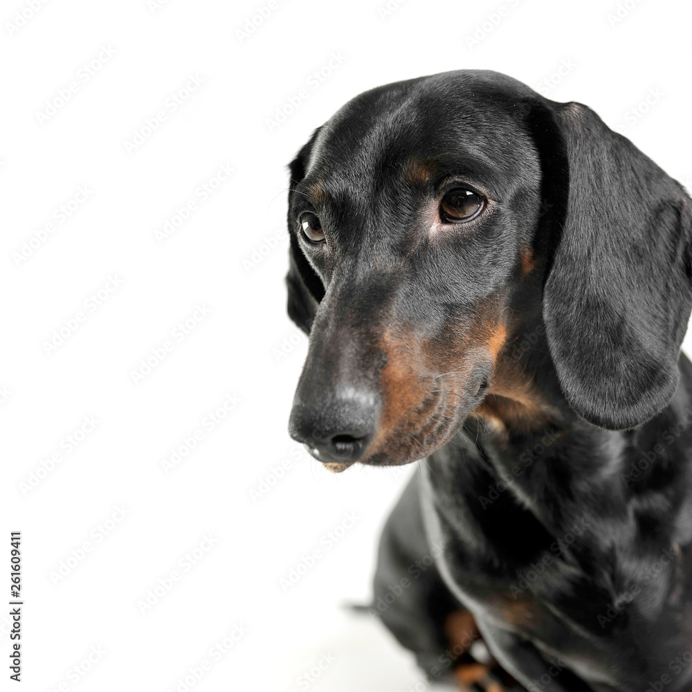Portrait of an adorable black and tan short haired Dachshund looking curiously