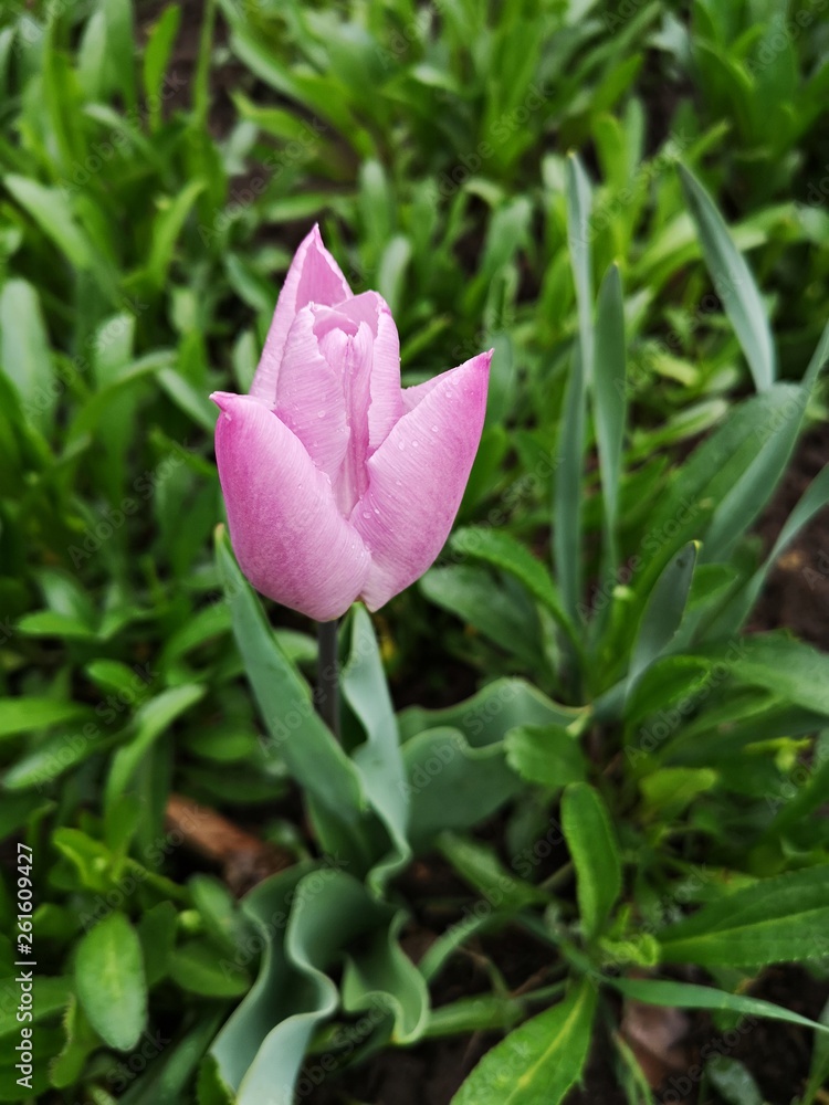 Pink tulip in the garden after rain, sprinkled with water droplets Pink tulip in the garden after rain, sprinkled with water droplets