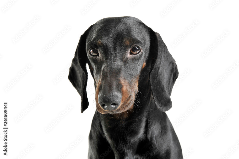 An adorable black and tan short haired Dachshund looking sad