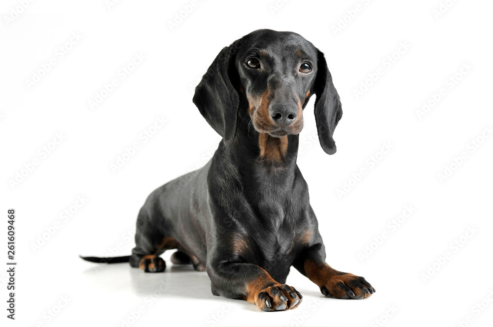 An adorable black and tan short haired Dachshund looking curiously at the camera An adorable black and tan short haired Dachshund looking curiously at the camera