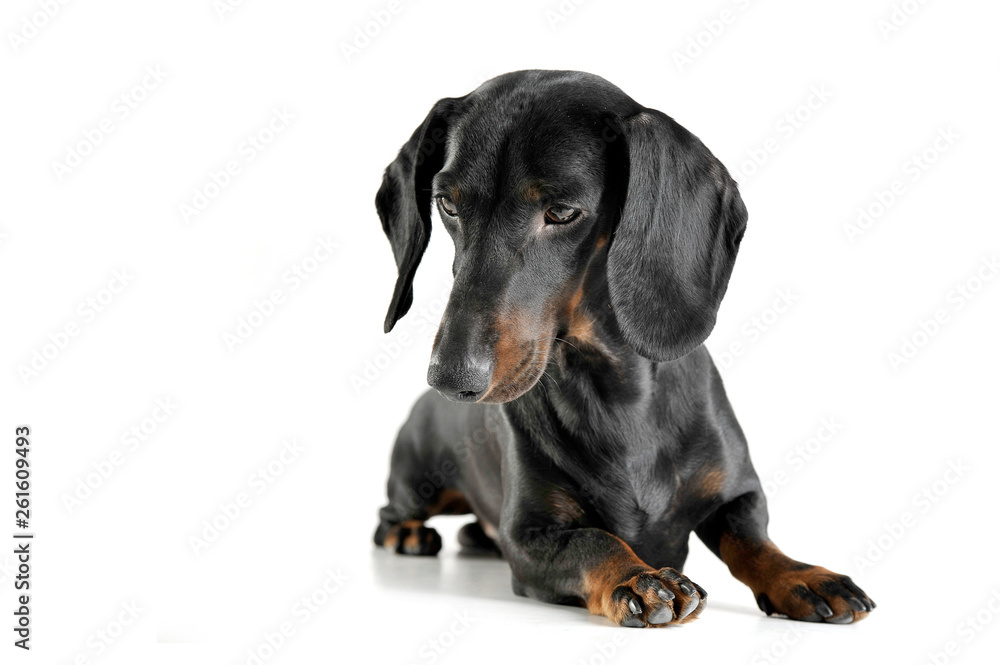 Studio shot of an adorable black and tan short haired Dachshund looking down sadly Studio shot of an adorable black and tan short haired Dachshund looking down sadly