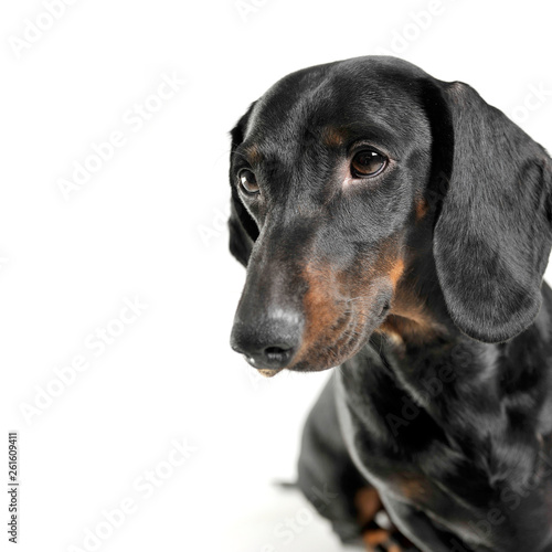 Portrait of an adorable black and tan short haired Dachshund looking curiously © kisscsanad