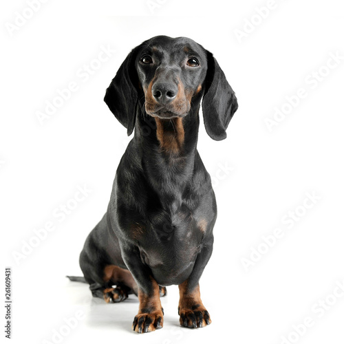 An adorable black and tan short haired Dachshund looking curiously at the camera © kisscsanad