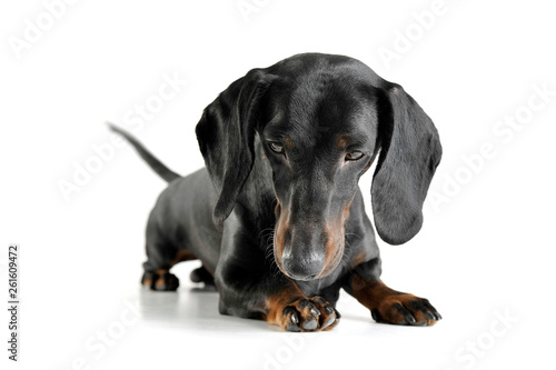 Studio shot of an adorable black and tan short haired Dachshund looking down sadly