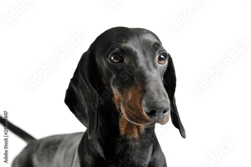 Portrait of an adorable black and tan short haired Dachshund looking curiously