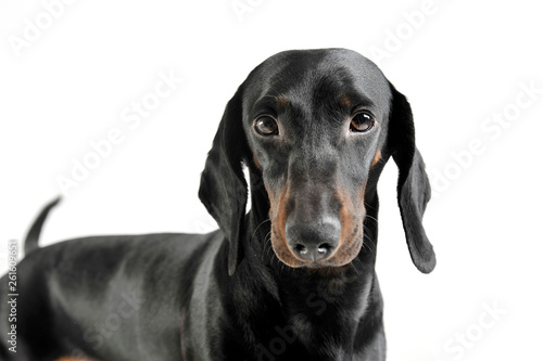 An adorable black and tan short haired Dachshund looking curiously at the camera