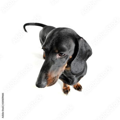 Studio shot of an adorable black and tan short haired Dachshund looking curiously © kisscsanad