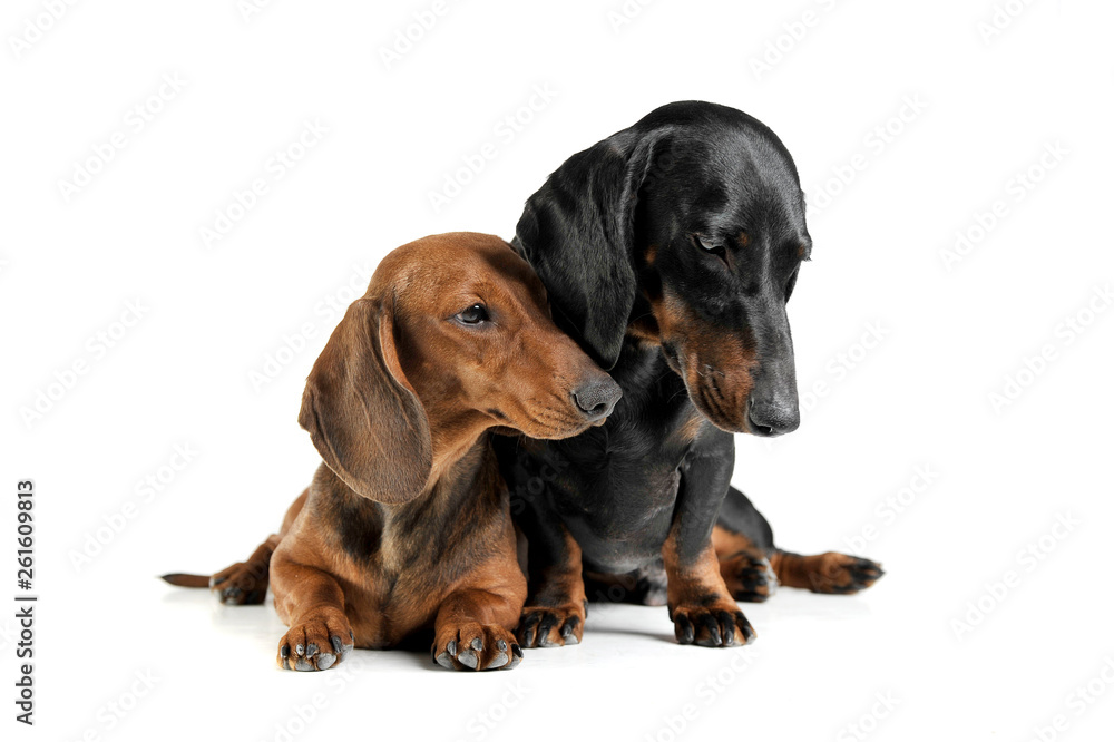 Studio shot of an adorable short haired Dachshund making friends with another Dachshund