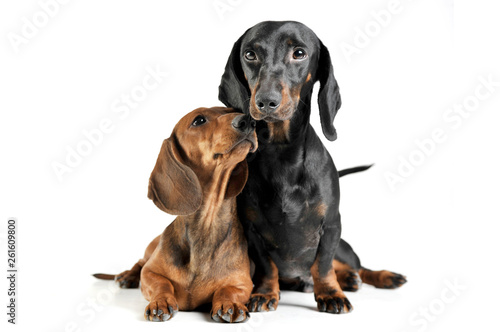 Studio shot of an adorable short haired Dachshund making friends with another Dachshund