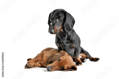 Studio shot of two adorable short haired Dachshund looking tired © kisscsanad
