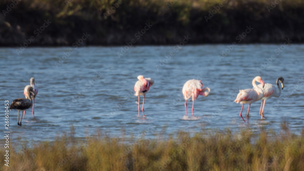 Flamingos in the salt lake