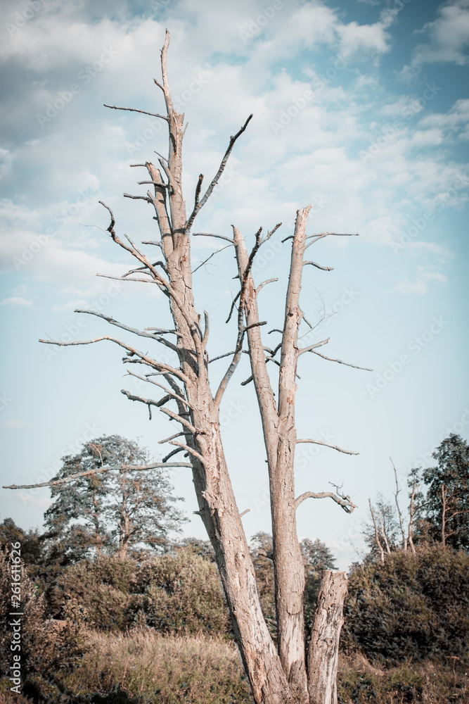 Fotografie vertrockneter Baum Umweltkatastrophen