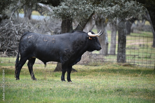 toro en españa en campo verde