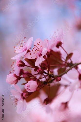 flowers of tree in spring