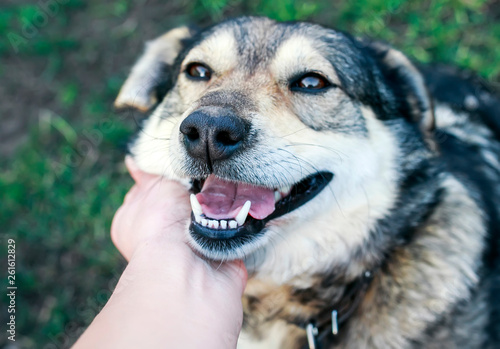 portrait of cute brown contented dog stroking man's hand behind his ear