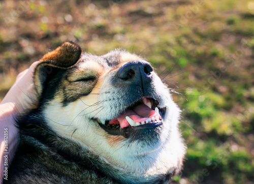 man's hand rubs over the cute dog's ear closed his eyes with pleasure and ope...