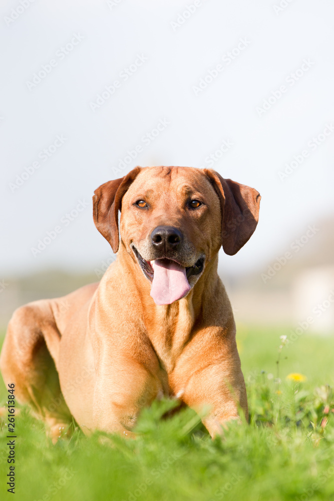 Hund Hunderasse Porträt Rhodesian Ridgeback Hündin