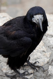 Old raven or crow, common city black bird